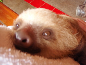 Sloth smile